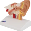 Modèle d'oreille de bureau - agrandi 1,5 fois - E12 3B Scientific