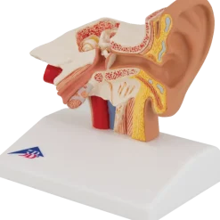 Modèle d'oreille de bureau - agrandi 1,5 fois - E12 3B Scientific