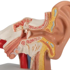 Modèle d'oreille de bureau - agrandi 1,5 fois - E12 3B Scientific