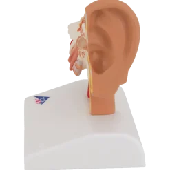 Modèle d'oreille de bureau - agrandi 1,5 fois - E12 3B Scientific