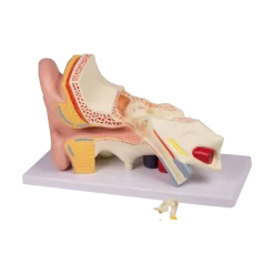Modèle d'oreille en 4 parties Erler Zimmer