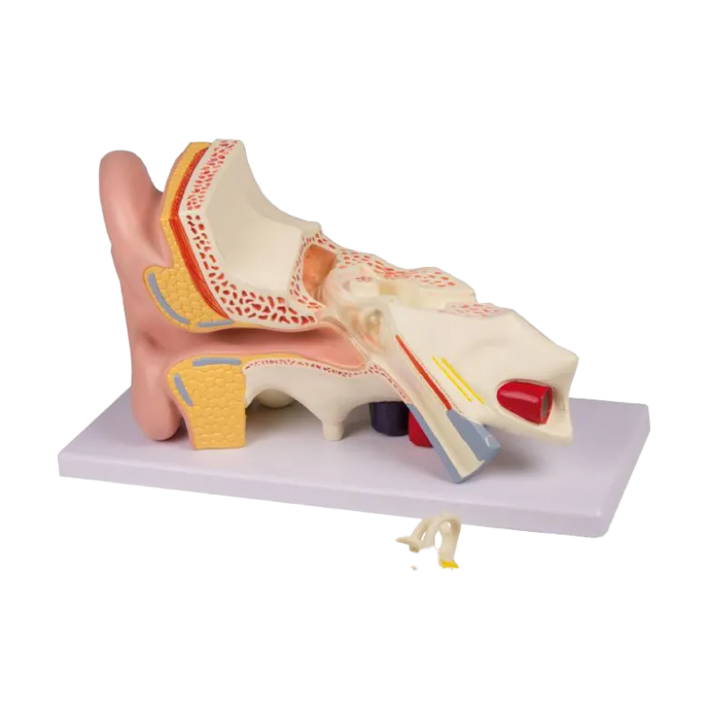 Modèle d'oreille en 4 parties Erler Zimmer