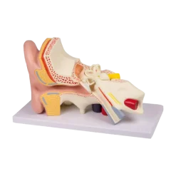 Modèle d'oreille en 4 parties Erler Zimmer