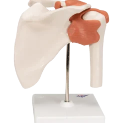 Modèle fonctionnel de l'articulation de l'épaule 3B Scientific