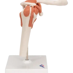 Modèle fonctionnel de l'articulation de l'épaule 3B Scientific
