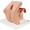 Modèle gynécologique P53 - 3B Smart Anatomy