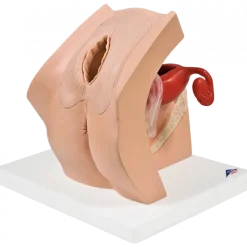 Modèle gynécologique P53 - 3B Smart Anatomy