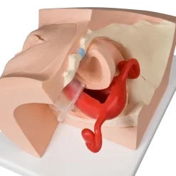 Modèle gynécologique P53 - 3B Smart Anatomy
