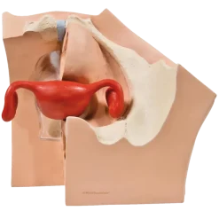 Modèle gynécologique P53 - 3B Smart Anatomy