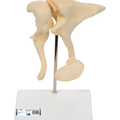 Modèle osselets – Grossissement x 20 - 3B Scientific