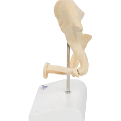 Modèle osselets – Grossissement x 20 - 3B Scientific