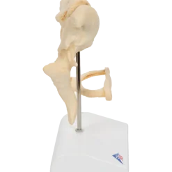 Modèle osselets – Grossissement x 20 - 3B Scientific