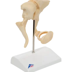 Modèle osselets – Grossissement x 20 - 3B Scientific