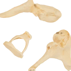 Modèle osselets – Grossissement x 20 - 3B Scientific