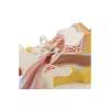 Oreille agrandie 3 fois - 4 parties