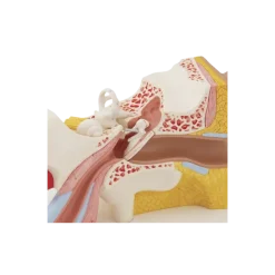 Oreille agrandie 3 fois - 4 parties