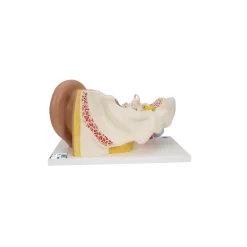 Oreille agrandie 3 fois - 4 parties