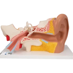 Oreille agrandie 3 fois - 4 parties