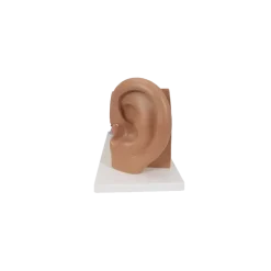 Oreille agrandie 3 fois - 4 parties