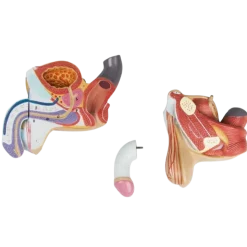 Organes génitaux masculin en 4 parties Erler Zimmer