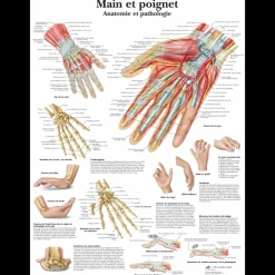 Planche anatomique 3B Scientific - Main et poignet VR2171