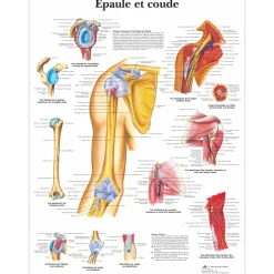 Planche anatomique 3B Scientific - Epaule et coude VR2170