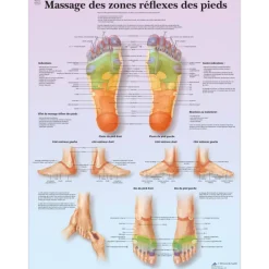 Planche anatomique 3B Scientific - Massage des zones réflexes des pieds VR2810