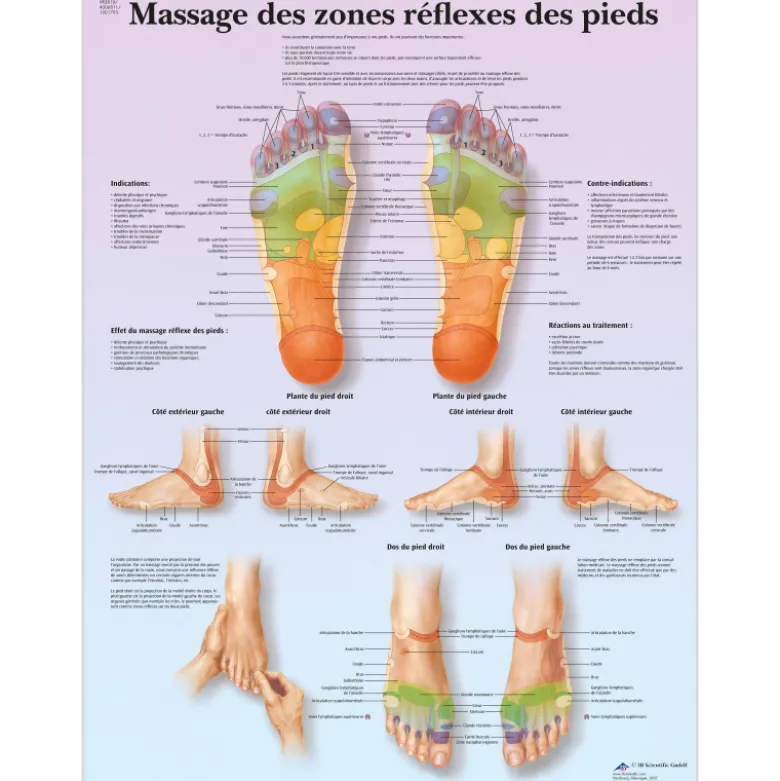 Planche anatomique 3B Scientific - Massage des zones réflexes des pieds VR2810