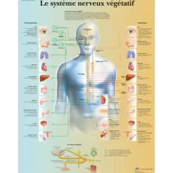 Planche anatomique 3B Scientific - Le système nerveux végétatif VR2610