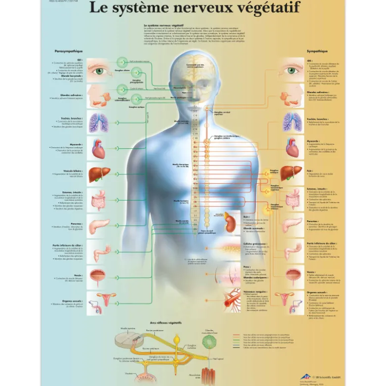 Planche anatomique 3B Scientific - Le système nerveux végétatif VR2610