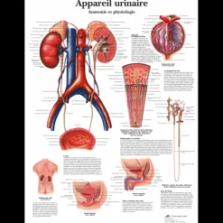 Planche anatomique 3B Scientific - L'appareil urinaire VR2514