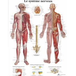 Planche anatomique 3B Scientific - Le système nerveux VR2620