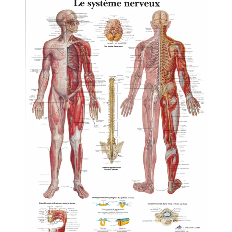 Planche anatomique 3B Scientific - Le système nerveux VR2620
