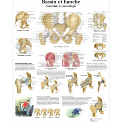 Planche anatomique 3B Scientific - Bassin et hanche VR2172