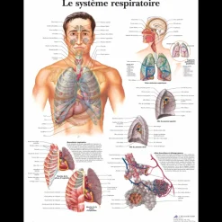 Planche anatomique 3B Scientific - L'appareil respiratoire VR2322