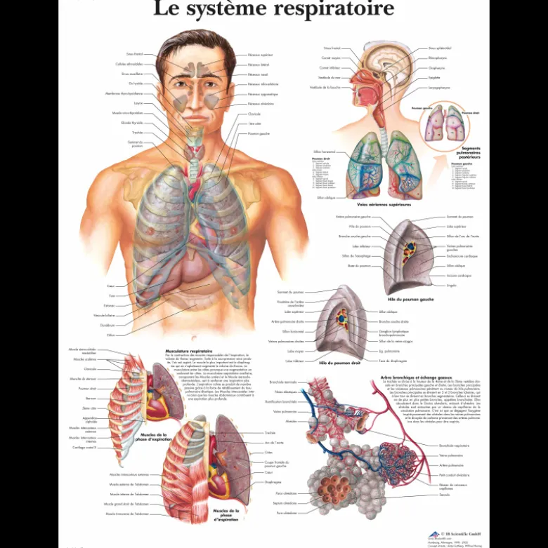 Planche anatomique 3B Scientific - L'appareil respiratoire VR2322