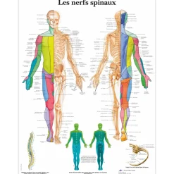 Planche anatomique 3B Scientific - Les nerfs spinaux VR2621