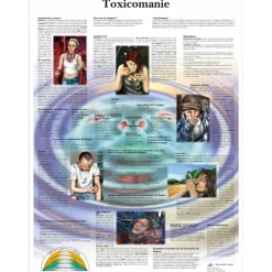 Planche anatomique 3B Scientific - Toxicomanie VR2781