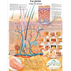 Planche anatomique 3B Scientific - La peau VR2283