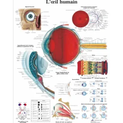 Planche anatomique 3B Scientific - L'oeil humain VR2226
