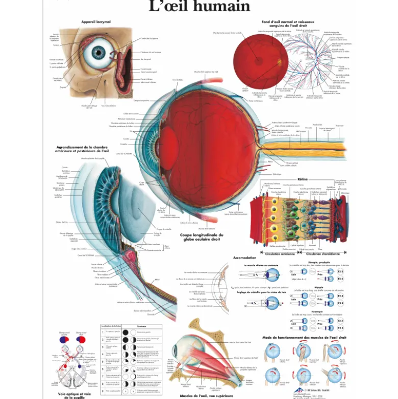 Planche anatomique 3B Scientific - L'oeil humain VR2226