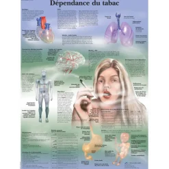 Planche anatomique3B Scientific - La dépendance au tabac VR2793