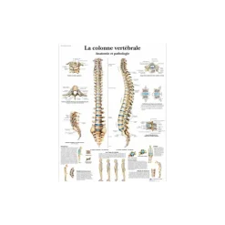 Planche anatomique - La colonne vertébrale