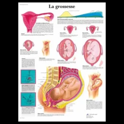 Planche anatomique - La grossesse