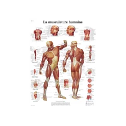 Planche anatomique - La musculation