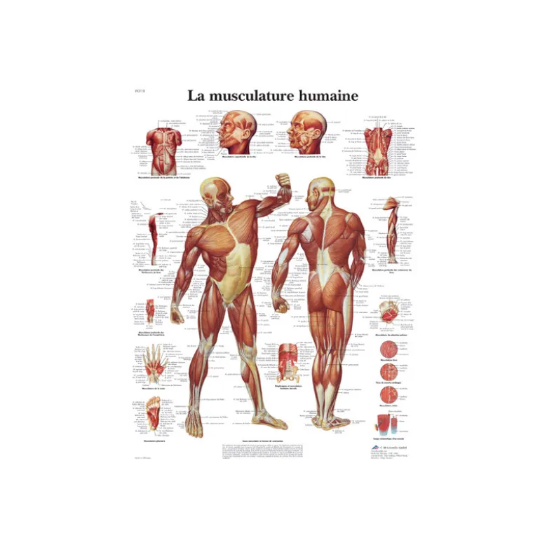 Planche anatomique - La musculation