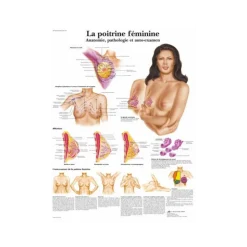 Planche anatomique - La poitrine féminine