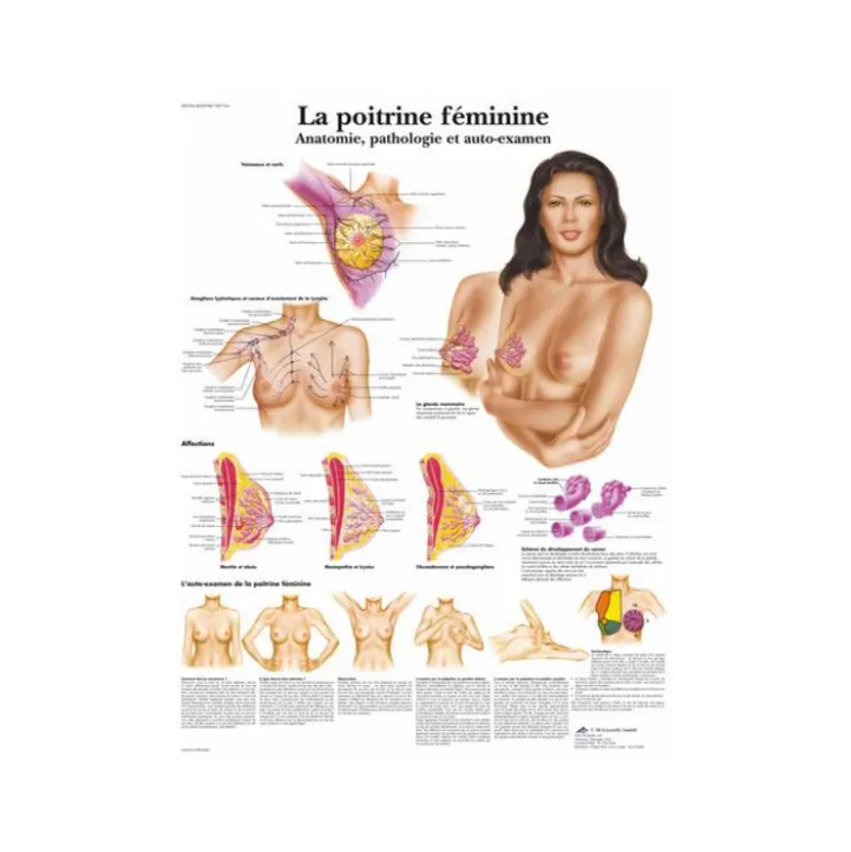 Planche anatomique - La poitrine féminine