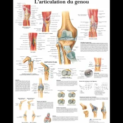 Planche anatomique - L'articulation du genou