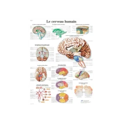 Planche anatomique - Le cerveau humain